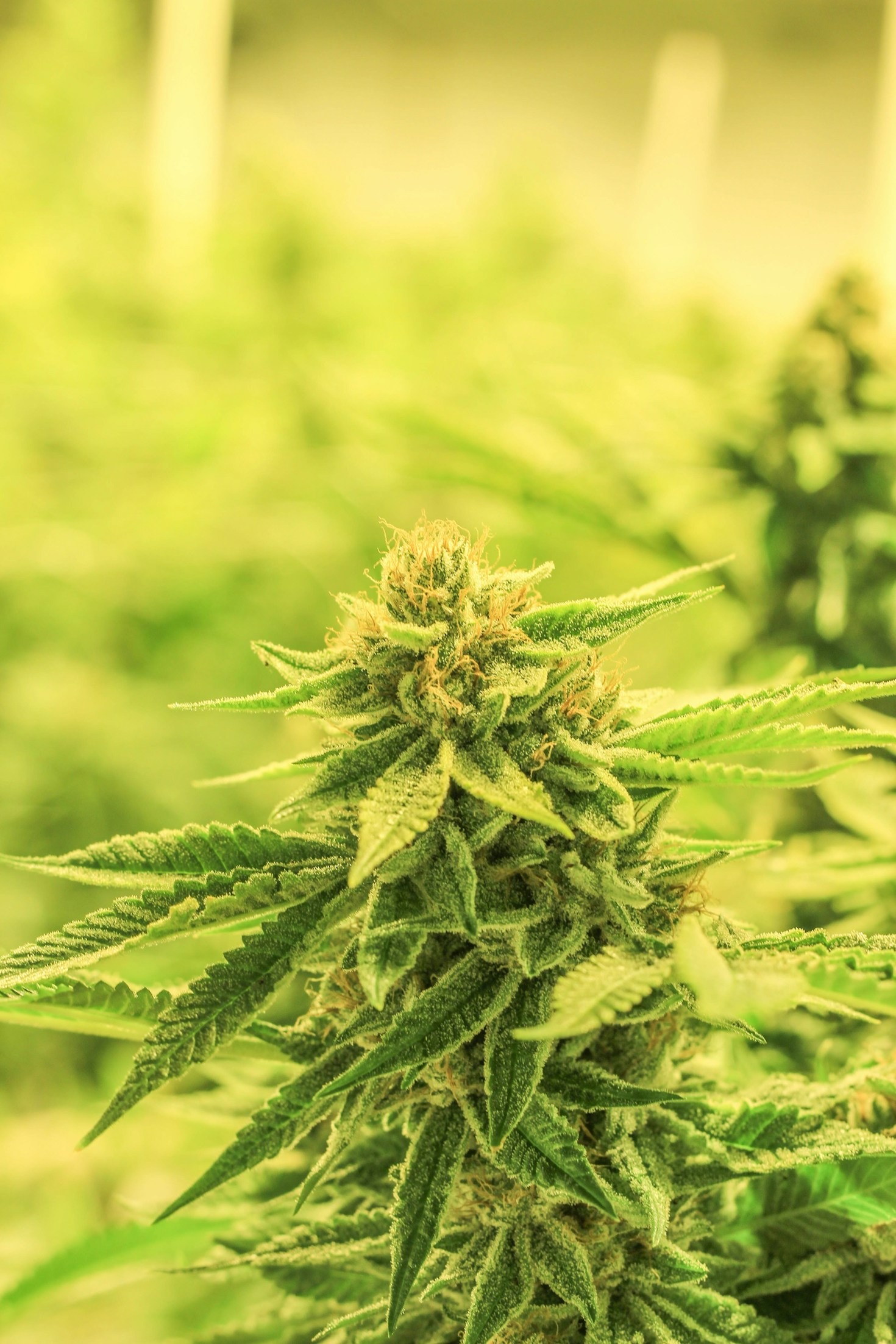 Top 10 Innovative Uses for Industrial Hemp
