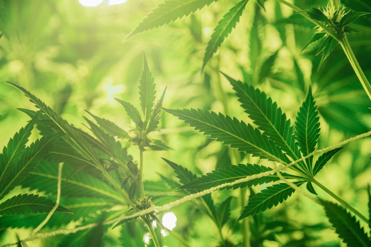 The Role of Hemp in Building a Sustainable Future
