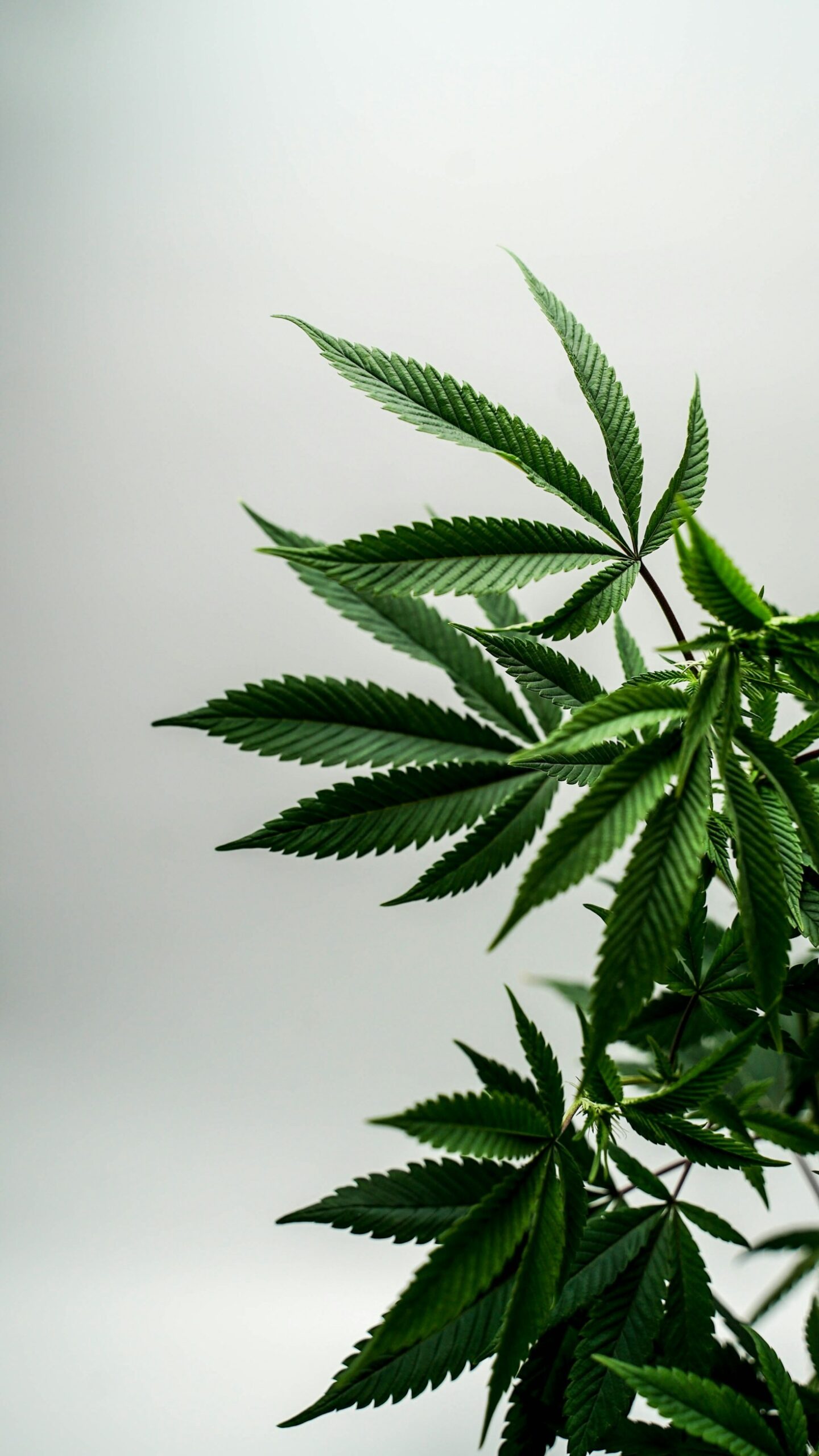 How Hemp is Reshaping Modern Agriculture