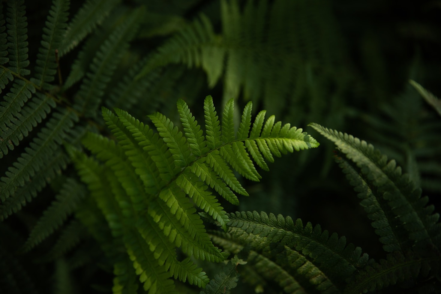 Exploring the Wellness Benefits of Hemp