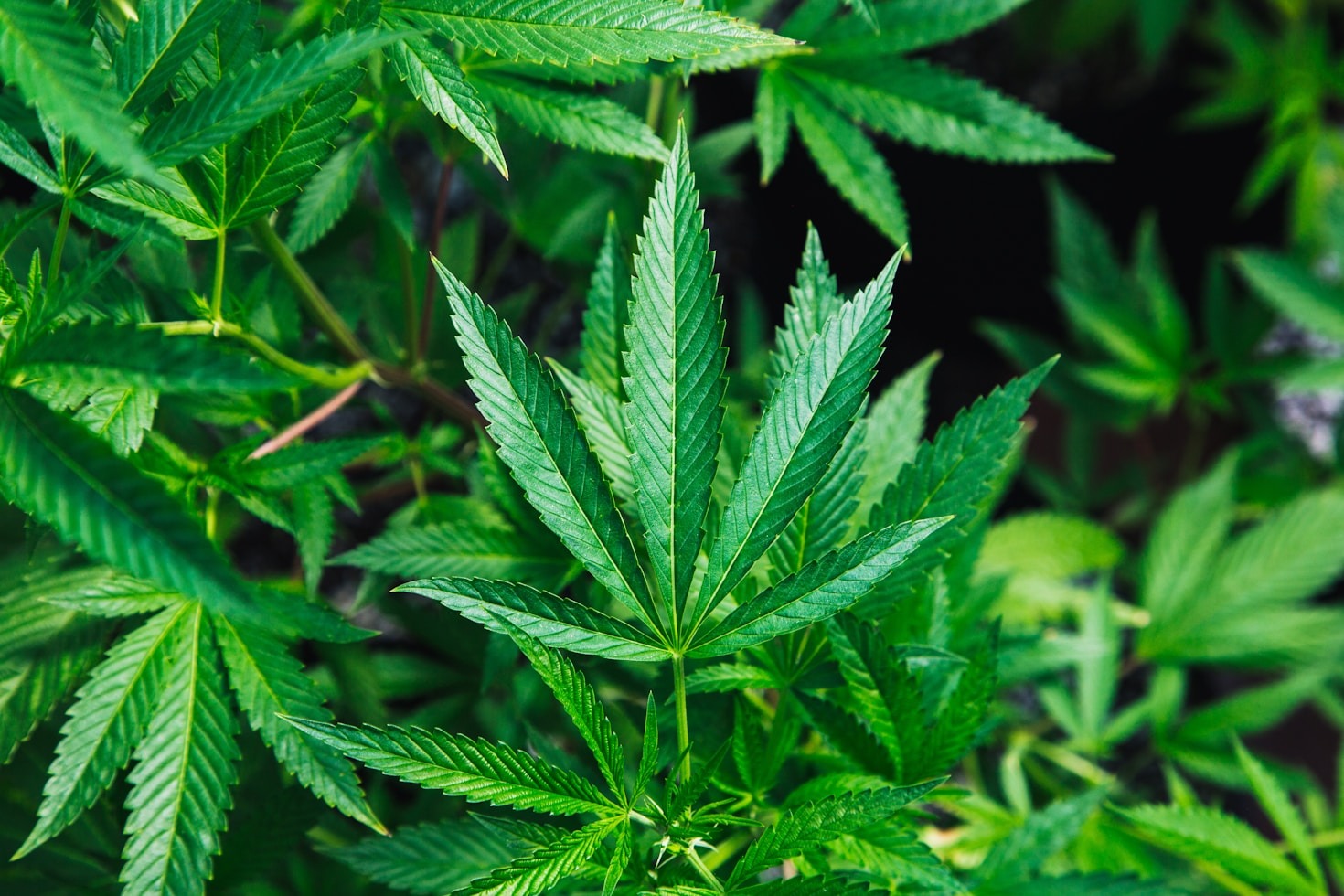 Hemp and its Environmental Advantages